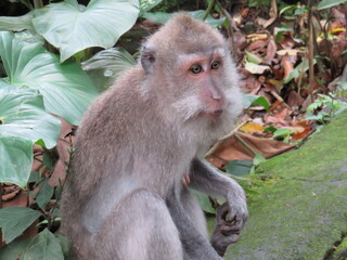 Forêt des singes Ubud Bali Indonésie