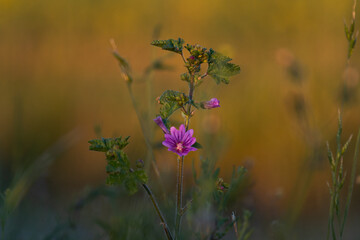 Purple Flower At Sunset