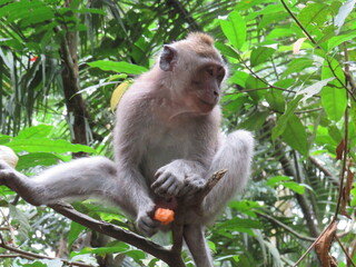 Forêt des singes Ubud Bali Indonésie