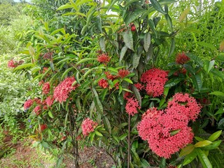 Chethipoov found in kolenchery, kerala 