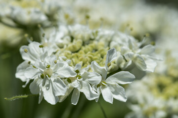 Flower of Cow Parsnip (Heracleum spec.)