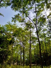 Albizia chinensis (silk tree, Chinese albizia, kool, khang hung, kang luang, cham, sengon) leaves with natural background. Albizia chinensis use as crates, boats, potions and bridges