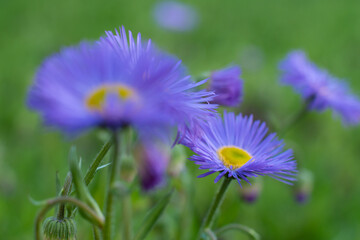 Beautiful fluffy purple flower middle and blurred background