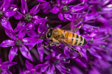 Honey Bee (Apis mellifera) on Purple Onion Flower