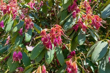 Rhododendron flowers are limp due to the drought.