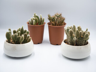 The white pots and the orange pots of cactus placed in the isolated white background