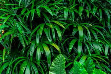 Exotic tropical background of green leaves of jungle plants. Leaves of tropical plants.
