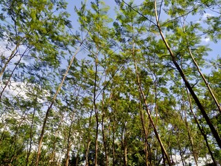 Albizia chinensis (silk tree, Chinese albizia, kool, khang hung, kang luang, cham, sengon) leaves with natural background. Albizia chinensis use as crates, boats, potions and bridges
