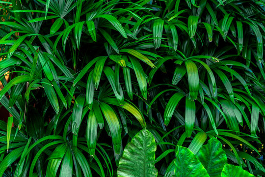 Exotic tropical background of green leaves of jungle plants. Leaves of tropical plants. © Konstantin