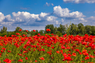 Field with red poppies near the village of Kuty - obrazy, fototapety, plakaty