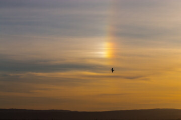 silhouette of a bird