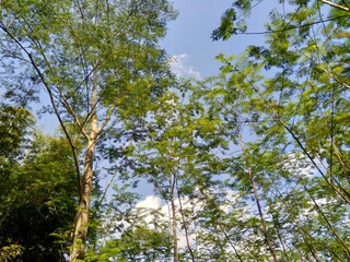 Albizia chinensis (silk tree, Chinese albizia, kool, khang hung, kang luang, cham, sengon) leaves with natural background. Albizia chinensis use as crates, boats, potions and bridges