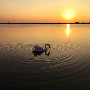 swan on still water at dusk 