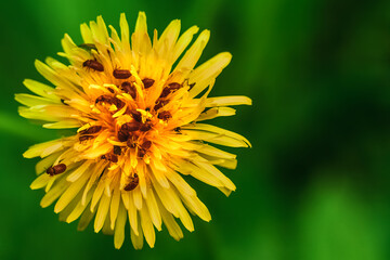  Yellow blooming dandelion on a green background. Different dandelions blooming in the field in early summer.
