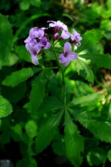 Fünfblättrige Zahnwurz, Cardamine pentaphyllos