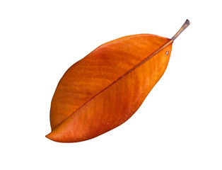 magnolia autumn leaf isolated on white © Kort Feyerabend