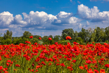 Field with red poppies near the village of Kuty