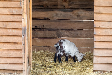 A cute baby white with black dots goat standing eating on straw bedding in an animal farm pen