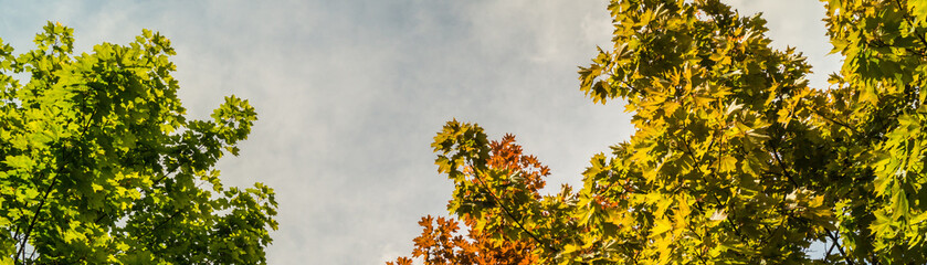 color leaves in the blue sky
