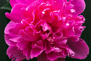 Dark pink peony flower head in garden, natural light