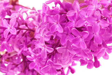 A branch of a garden lilac close-up. Blooming lilac in spring