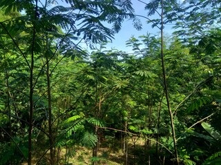 Fototapeta premium Albizia chinensis (drzewo jedwabne, chińska albizia, kool, khang hung, kang luang, cham, sengon) liście na naturalnym tle. Albizia chinensis służy jako skrzynie, łodzie, mikstury i mosty