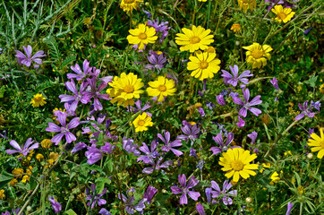 Close up of flowering Lavatera cretica, Small Tree Mallow growing wild