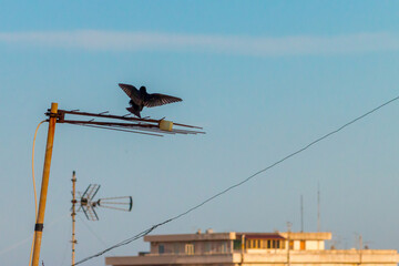 Naklejka premium bird on antenna 