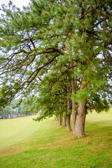 Obraz premium Famous 18 Hole Shillong Golf Course, situated in the East Khasi Hills district in Meghalaya, oldest natural golf course 