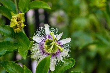 passionary flower