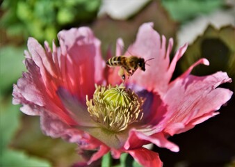 bee on pink flower