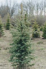 Small green fir trees in the Park close up