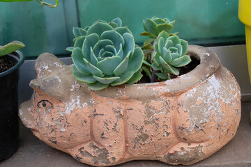succulents on a pork pot