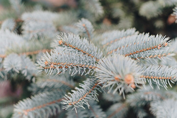 Naklejka na ściany i meble Small green fir trees in the Park close up