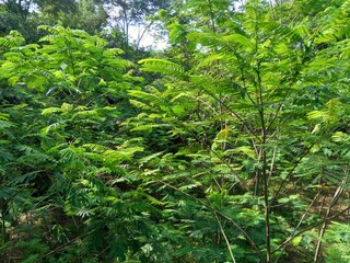Albizia chinensis (silk tree, Chinese albizia, kool, khang hung, kang luang, cham, sengon) leaves with natural background. Albizia chinensis use as crates, boats, potions and bridges