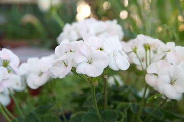 Blossom of pelargonium zonal, White geranium zonal, ornamental and medicinal plant