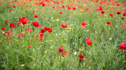 Field of bright red poppy flowers and wildflowers in summer.Spring meadow background.Herbal floral landscape view.Remembrance day,Anzac Day,symbol First World War.Opium poppy,cosmetics,medical