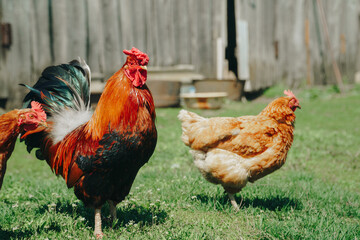 Brown domestic chicken in the summer outdoors close-up