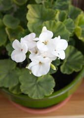 Blossom of pelargonium zonal, White geranium zonal, ornamental and medicinal plant