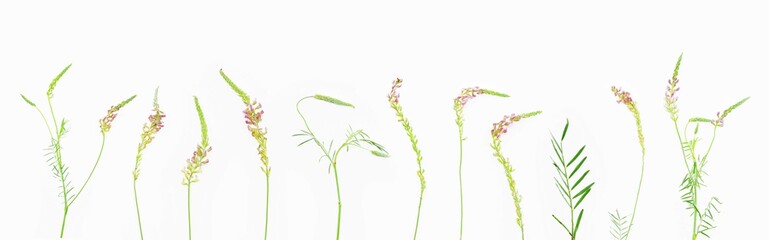 Set of pink wildflowers on a white background. Onobrychis viciifolia, also known as O. sativa or common sainfoin. 