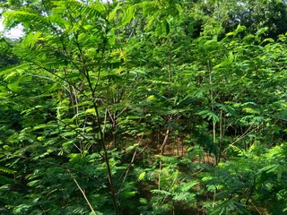 Albizia chinensis (silk tree, Chinese albizia, kool, khang hung, kang luang, cham, sengon) leaves with natural background. Albizia chinensis use as crates, boats, potions and bridges