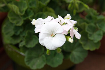 Blossom of pelargonium zonal, White geranium zonal, ornamental and medicinal plant