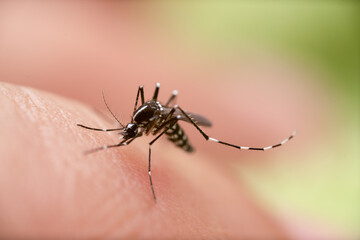 Aedes aegypti Mosquito. Close up a Mosquito sucking human blood,