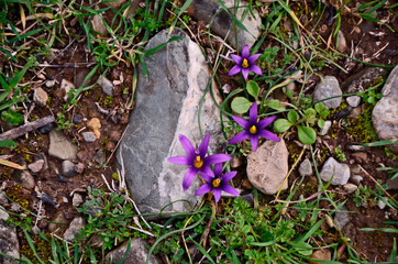 Close up of flowering Romulea tempskyana growing wild