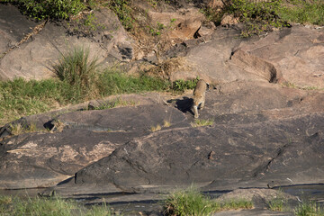 Leopard Bahati on the rocks of Masai Mara, Kenya