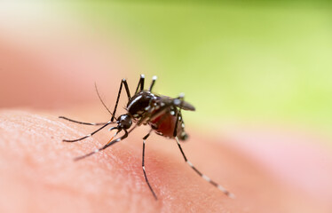 Aedes aegypti Mosquito. Close up a Mosquito sucking human blood,