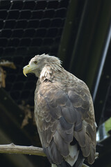 旭山動物園　ワシ