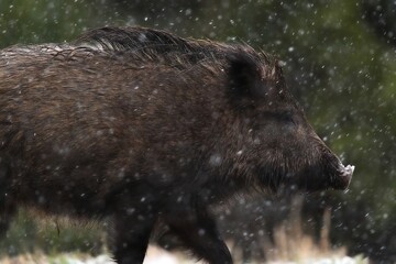 Wild boar portrait in snowfall