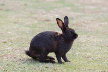 Black rabbit sitting on the ground
