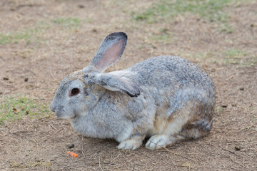 Grey rabbit sitting on the ground